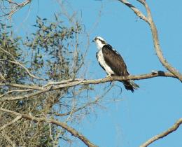 Osprey  Picture